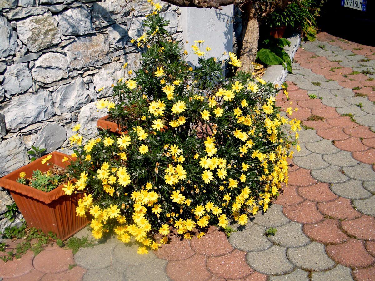 B&B Alle Ortensie Blu Sesta Godano Екстер'єр фото